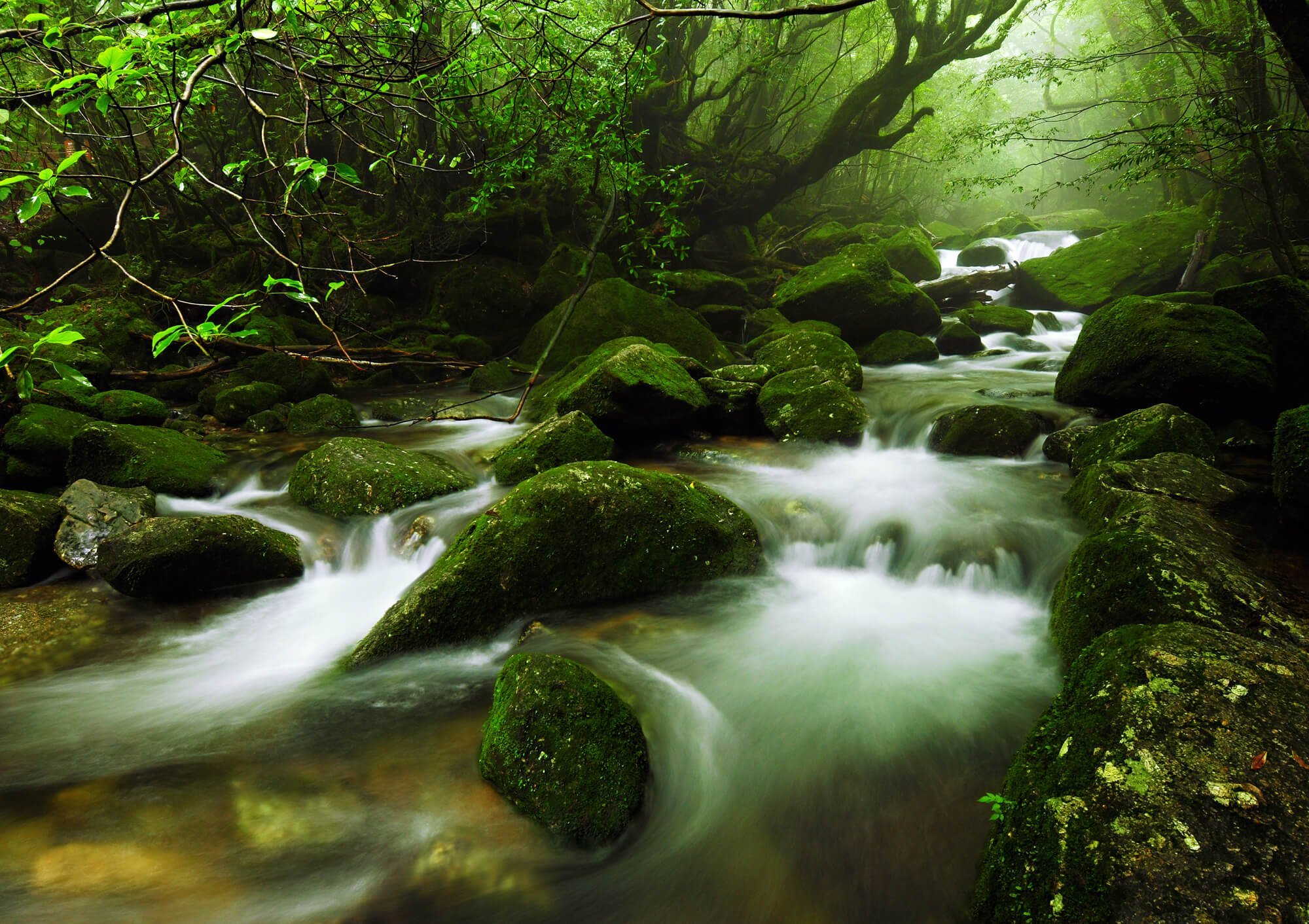 Đảo Yakushima - di sản thế giới | Vemaybaycuatui.com